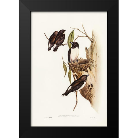 White-rumped Wood Swallow Black Modern Wood Framed Art Print by Gould, John