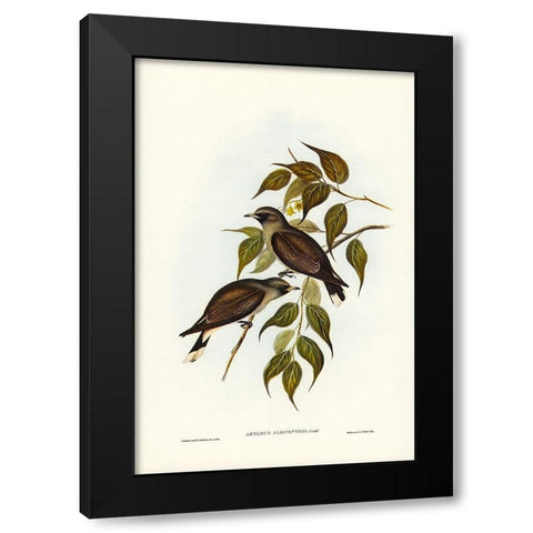 White-vented Wood Swallow-Artamus albiventris Black Modern Wood Framed Art Print by Gould, John