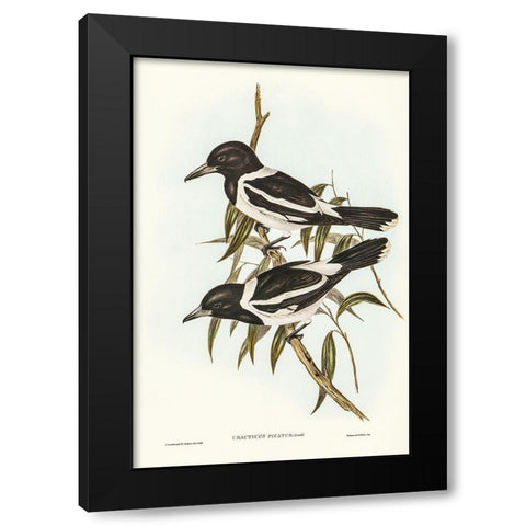 Pied Crow-Shrike-Cracticus picatus Black Modern Wood Framed Art Print by Gould, John