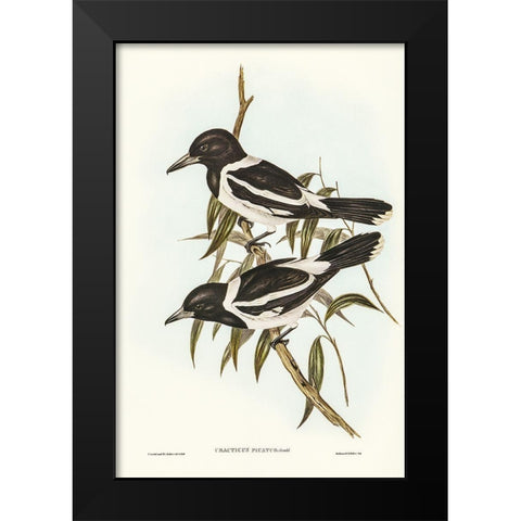 Pied Crow-Shrike-Cracticus picatus Black Modern Wood Framed Art Print by Gould, John