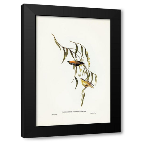 Yellow-rumped Pardalote-Pardalotus uropygialis Black Modern Wood Framed Art Print by Gould, John