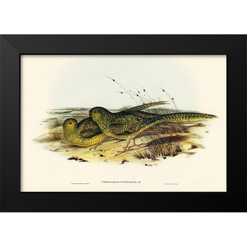 Ground Parakeet-Pezoporus formosus Black Modern Wood Framed Art Print by Gould, John