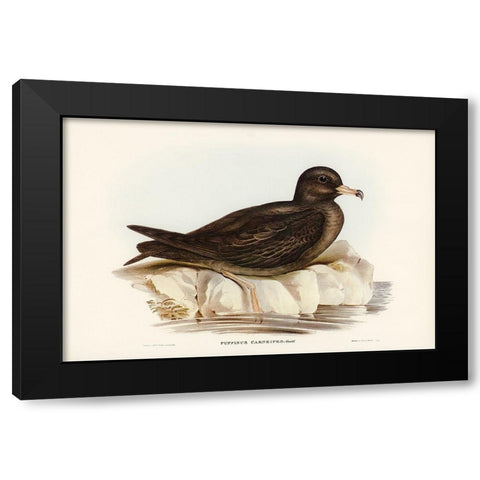 Fleshy-footed Petrel-Puffinus carneipes Black Modern Wood Framed Art Print with Double Matting by Gould, John