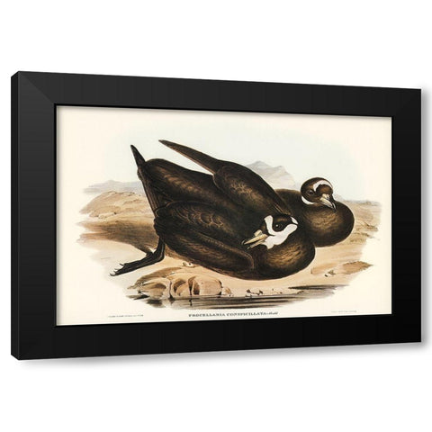 Spectacled Petrel-Procellaria conspicillata Black Modern Wood Framed Art Print with Double Matting by Gould, John