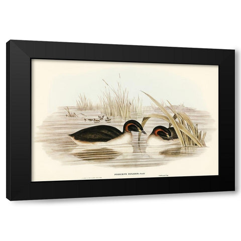 Black-throated Grabe-Podiceps gularis Black Modern Wood Framed Art Print with Double Matting by Gould, John