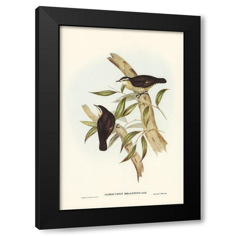 Black-backed Tree-Creeper-Climacteris melanotus Black Modern Wood Framed Art Print with Double Matting by Gould, John