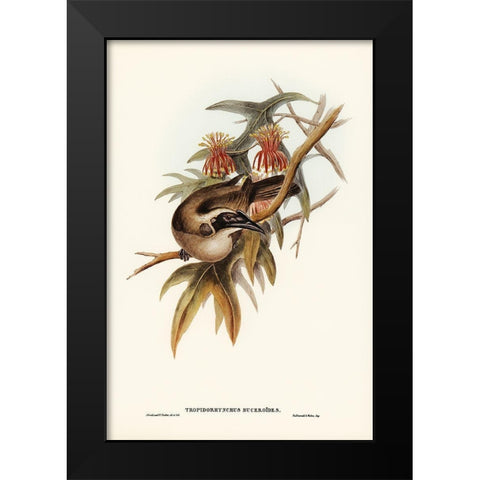 Helmeted Honey-eater-Tropidorhynchus Buceroides Black Modern Wood Framed Art Print by Gould, John