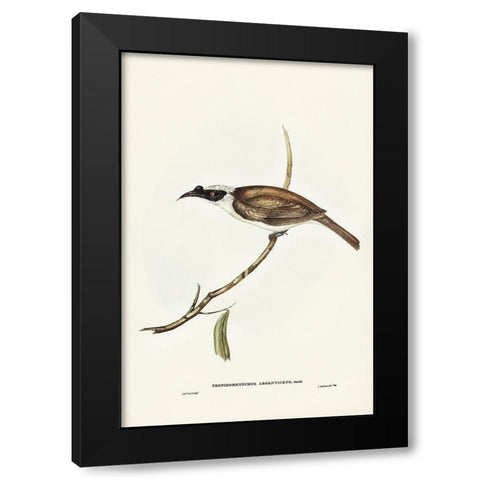 Silvery-crowned Friar Bird-Tropidorhynchus argenticeps Black Modern Wood Framed Art Print with Double Matting by Gould, John