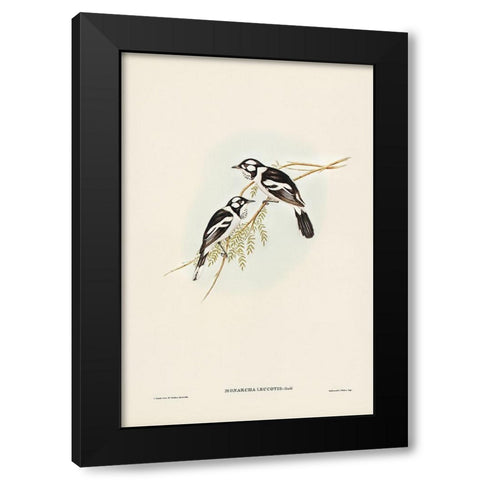White-eared Flycatcher-Monarcha leucotis Black Modern Wood Framed Art Print with Double Matting by Gould, John