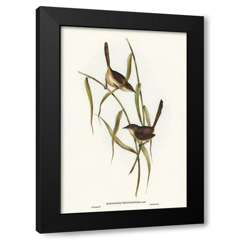 Long-billed Bristle Bird-Dasyornis longirostris Black Modern Wood Framed Art Print with Double Matting by Gould, John