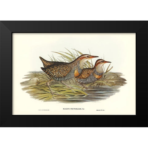 Pectoral Rail-Rallus pectoralis Black Modern Wood Framed Art Print by Gould, John