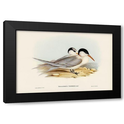 Torres Tern-Thalasseus Torresii Black Modern Wood Framed Art Print by Gould, John