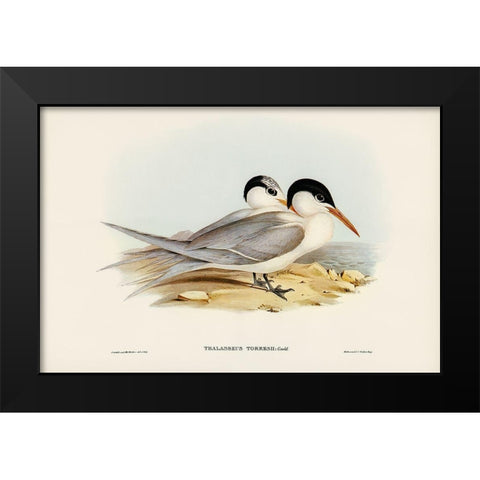 Torres Tern-Thalasseus Torresii Black Modern Wood Framed Art Print by Gould, John