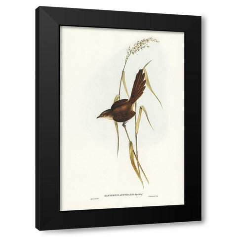 Bristle Bird-Dasyornis Australis Black Modern Wood Framed Art Print with Double Matting by Gould, John
