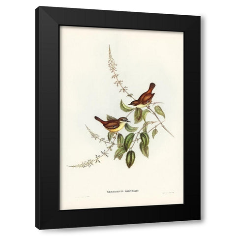White-fronted Sericornis-Sericornis frontalis Black Modern Wood Framed Art Print with Double Matting by Gould, John