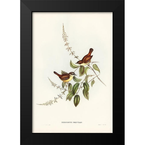 White-fronted Sericornis-Sericornis frontalis Black Modern Wood Framed Art Print by Gould, John