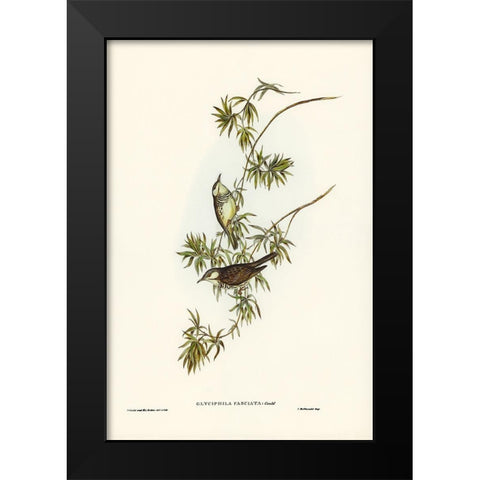 Fasciated Honey-eater-Glyciphila fasciata Black Modern Wood Framed Art Print by Gould, John