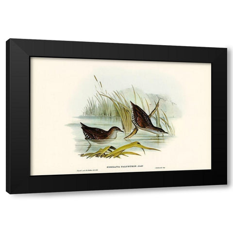 Water Crake-Porzana palustris Black Modern Wood Framed Art Print by Gould, John