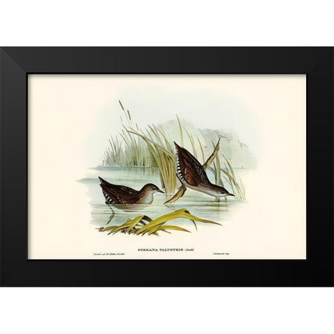 Water Crake-Porzana palustris Black Modern Wood Framed Art Print by Gould, John