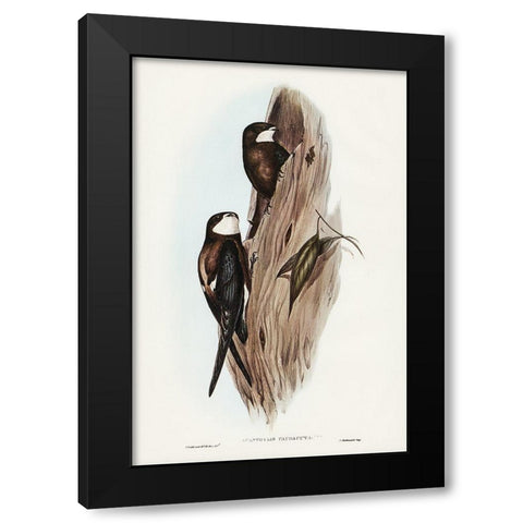 Australian Spine-tailed Swallow-Acanthylis caudacuta Black Modern Wood Framed Art Print with Double Matting by Gould, John