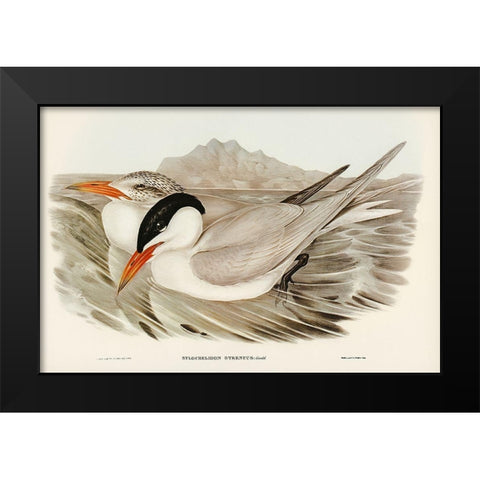 Powerful Tern-Sylochelidon strenuus Black Modern Wood Framed Art Print by Gould, John