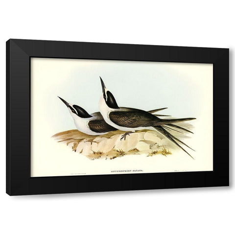 Panayan Tern-Onychoprion Panaya Black Modern Wood Framed Art Print by Gould, John