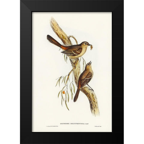 Scrub Robin-Drymodes brunneopygia Black Modern Wood Framed Art Print by Gould, John