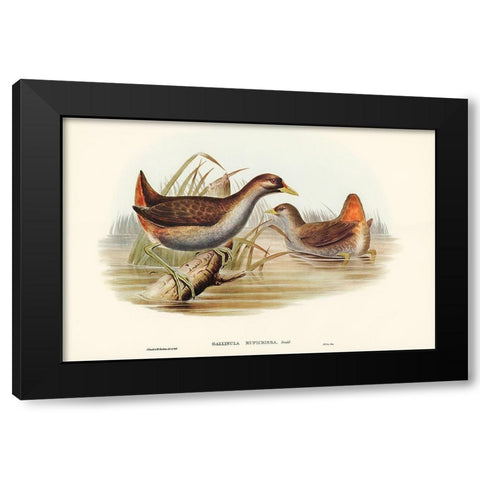 Rufous-vented Gallinule-Gallinula ruficrissa Black Modern Wood Framed Art Print by Gould, John