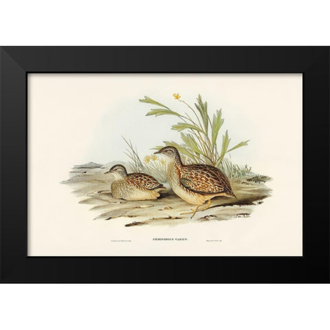 Varied Hemipode-Hemipodius Varius Black Modern Wood Framed Art Print by Gould, John