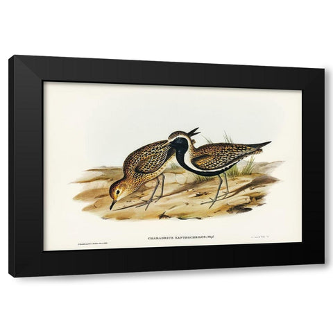 Australian Golden Plover-Charadrius xanthocheilus Black Modern Wood Framed Art Print by Gould, John