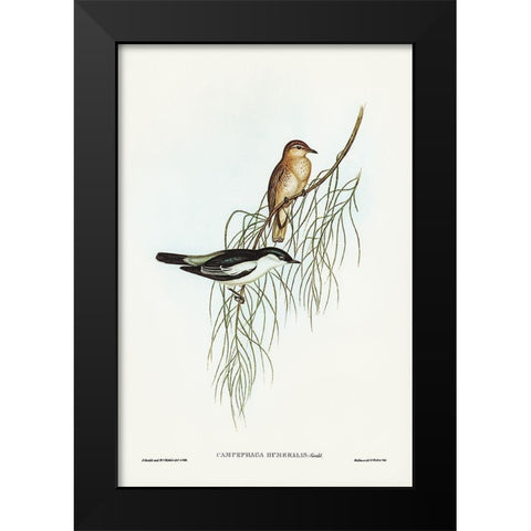 White-shouldered cuckooshrike-Campephaga humeralis Black Modern Wood Framed Art Print by Gould, John