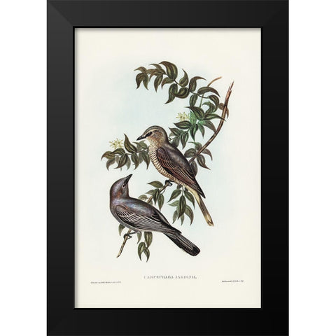 Jardineâ€™s cuckooshrike-Campephaga Jardinii Black Modern Wood Framed Art Print by Gould, John