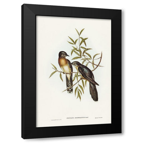 Brush Cuckoo-Cuculus insperatus Black Modern Wood Framed Art Print with Double Matting by Gould, John