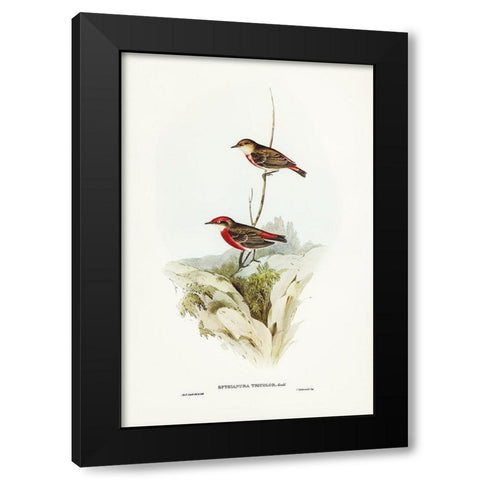 Tricoloured chat-Ephthianura tricolor Black Modern Wood Framed Art Print by Gould, John
