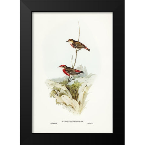 Tricoloured chat-Ephthianura tricolor Black Modern Wood Framed Art Print by Gould, John