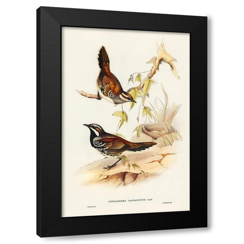 Chestnut-backed Groud Thrush-Cinclosoma castanotus Black Modern Wood Framed Art Print with Double Matting by Gould, John