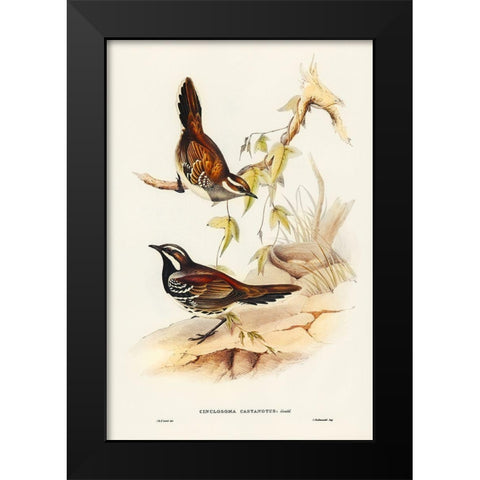Chestnut-backed Groud Thrush-Cinclosoma castanotus Black Modern Wood Framed Art Print by Gould, John