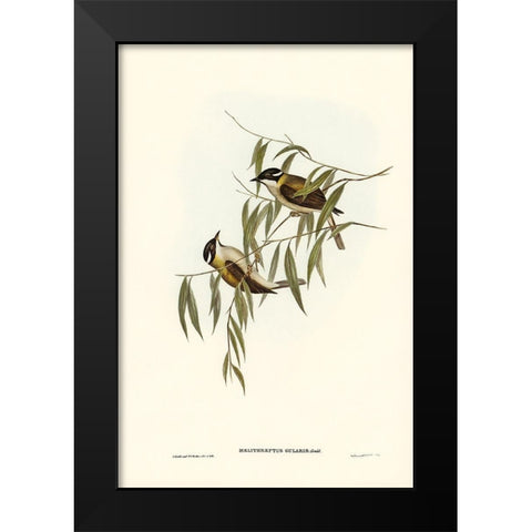 Black-throated Honey-eater-Melithreptus gularis Black Modern Wood Framed Art Print by Gould, John