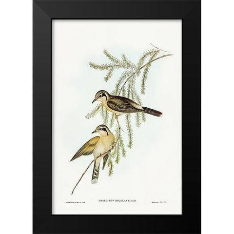 Black-eared Cuckoo-Chalcites osculans Black Modern Wood Framed Art Print by Gould, John