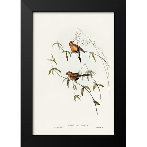 Masked Grass Finch-Poephila personata Black Modern Wood Framed Art Print by Gould, John
