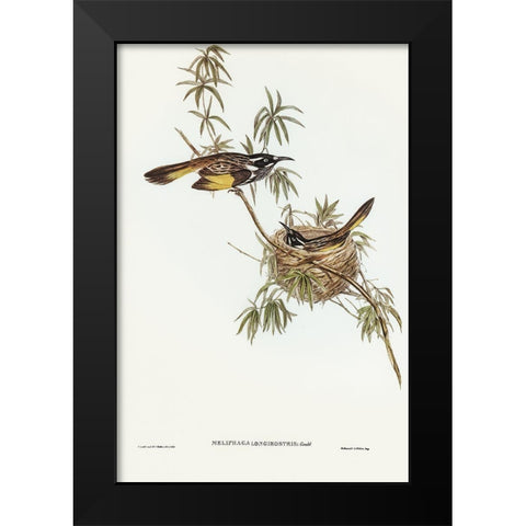 Long-billed Honey-eater-Meliphaga longirostris Black Modern Wood Framed Art Print by Gould, John