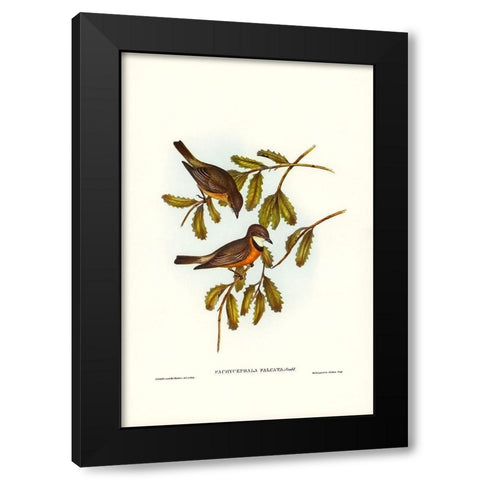 Lunated Pachycephala-Pachycephala falcata Black Modern Wood Framed Art Print with Double Matting by Gould, John