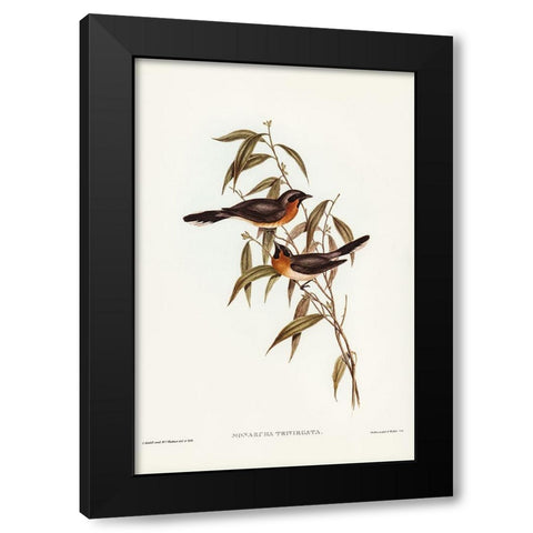 Black-fronted Flycatcher-Monarcha trivirgata Black Modern Wood Framed Art Print by Gould, John