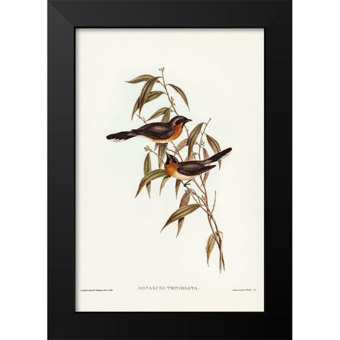 Black-fronted Flycatcher-Monarcha trivirgata Black Modern Wood Framed Art Print by Gould, John