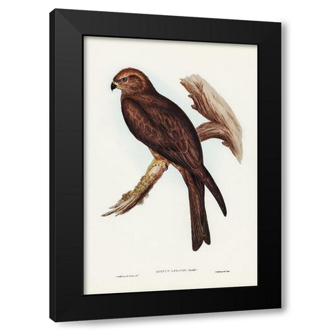 Allied Kite-Milvus affinis Black Modern Wood Framed Art Print by Gould, John