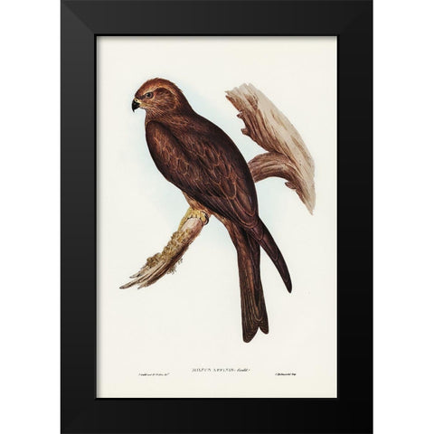 Allied Kite-Milvus affinis Black Modern Wood Framed Art Print by Gould, John