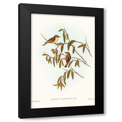 Green-backed Gerygone-Gerygone chloronotus Black Modern Wood Framed Art Print with Double Matting by Gould, John