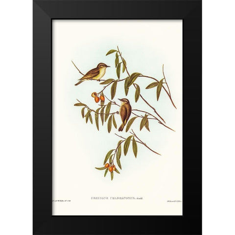 Green-backed Gerygone-Gerygone chloronotus Black Modern Wood Framed Art Print by Gould, John