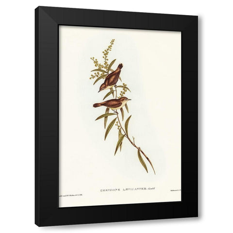 Buff-breasted Gerygone-Gerygone laevigaster Black Modern Wood Framed Art Print by Gould, John