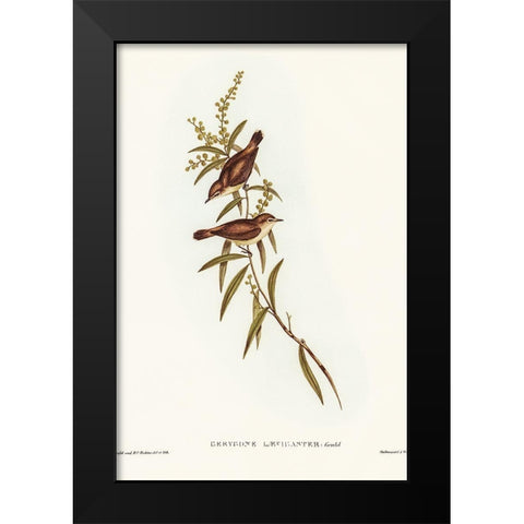 Buff-breasted Gerygone-Gerygone laevigaster Black Modern Wood Framed Art Print by Gould, John